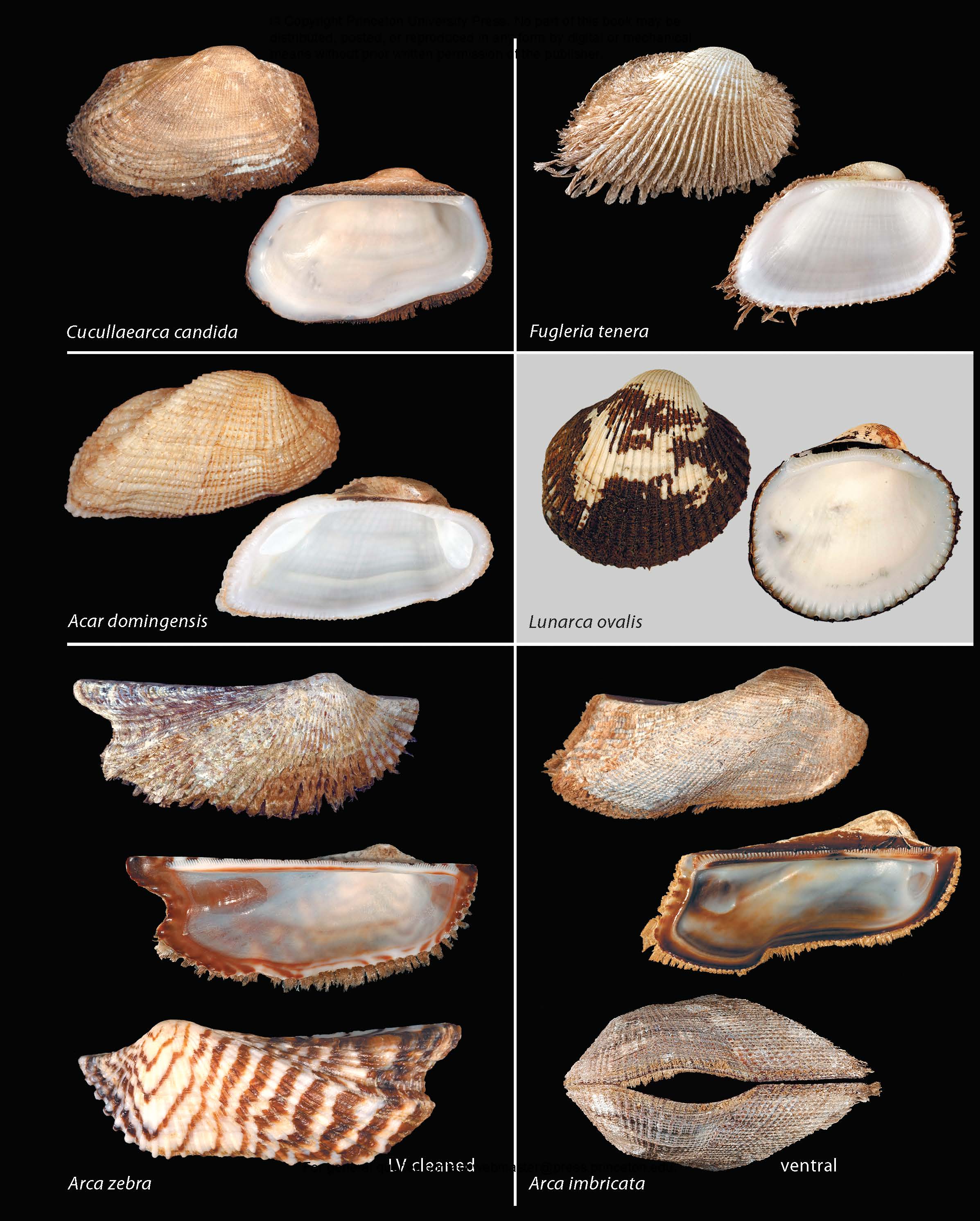 Seashells of Southern Florida | Princeton University Press