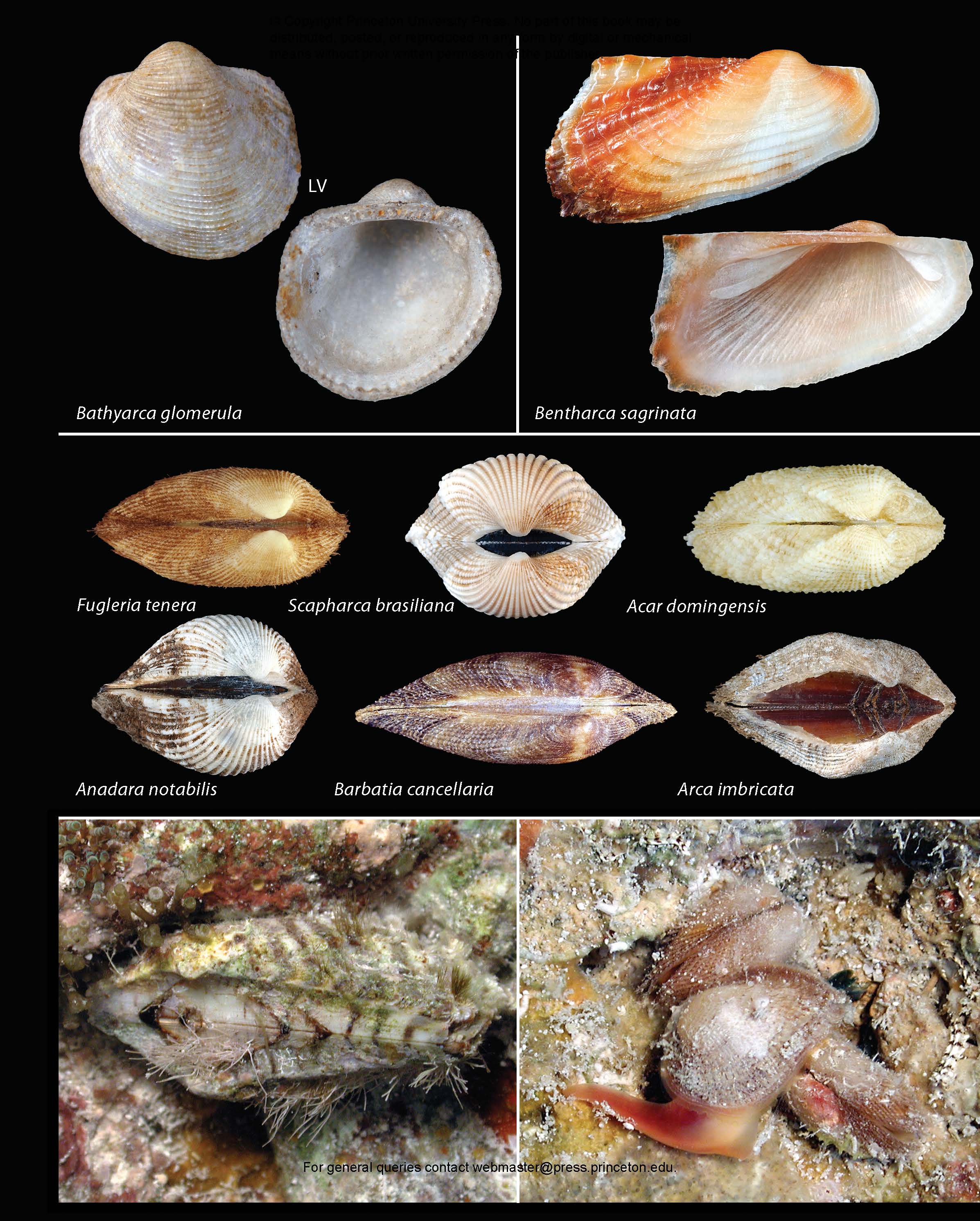 北アメリカ西部の二枚貝 専門書「Bivalve Seashells」 Seashells of Southern Florida | Princeton University Press