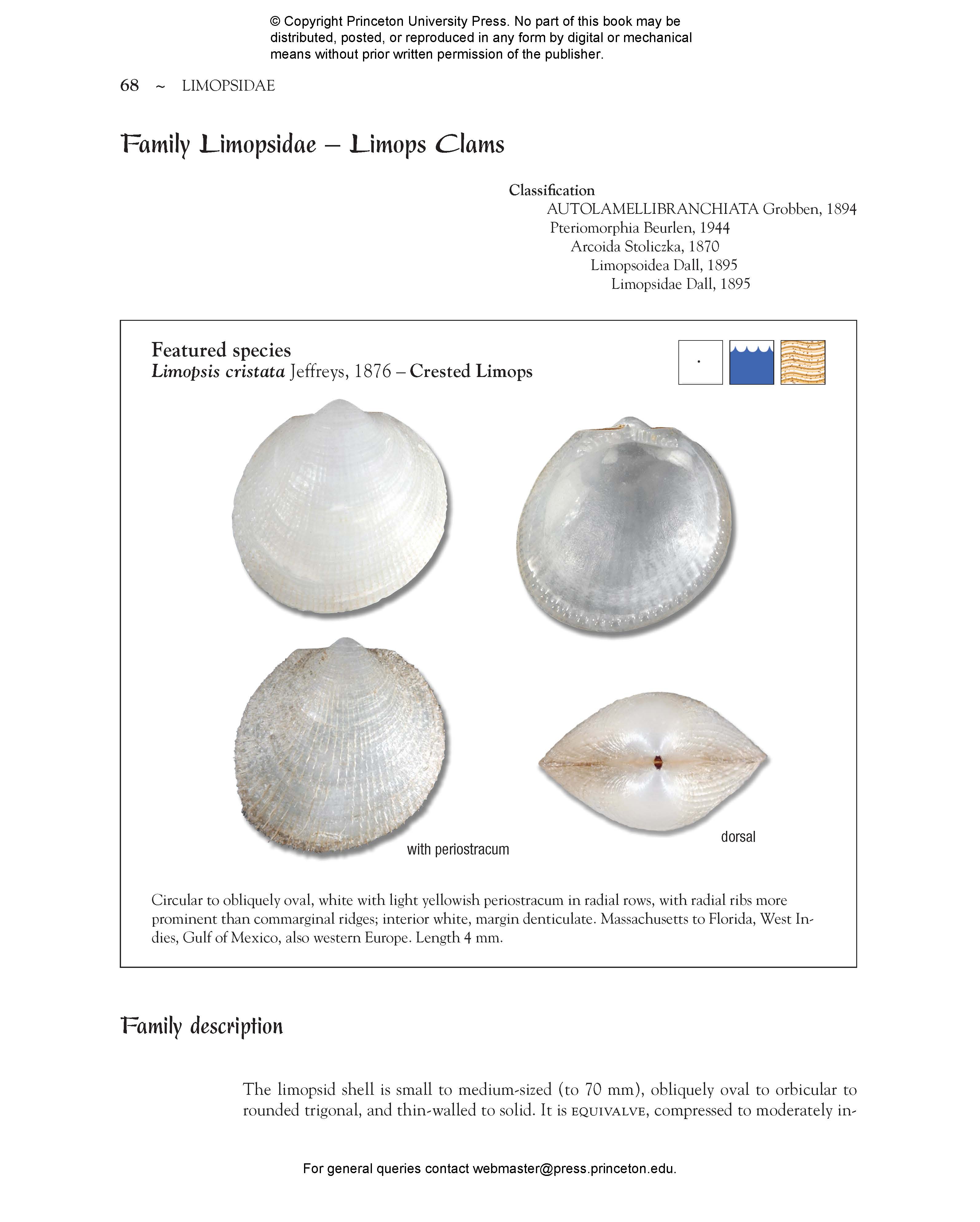 Seashells of Southern Florida | Princeton University Press