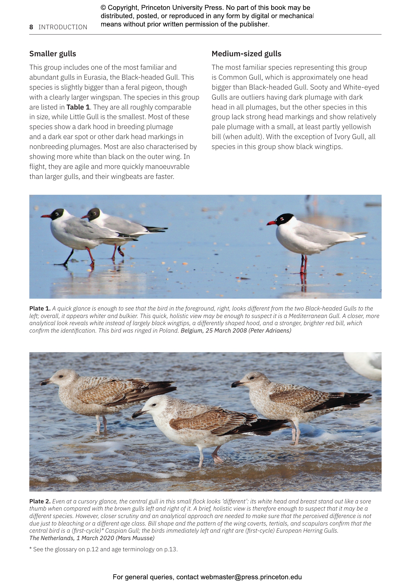 Gulls of Europe, North Africa, and the Middle East | Princeton