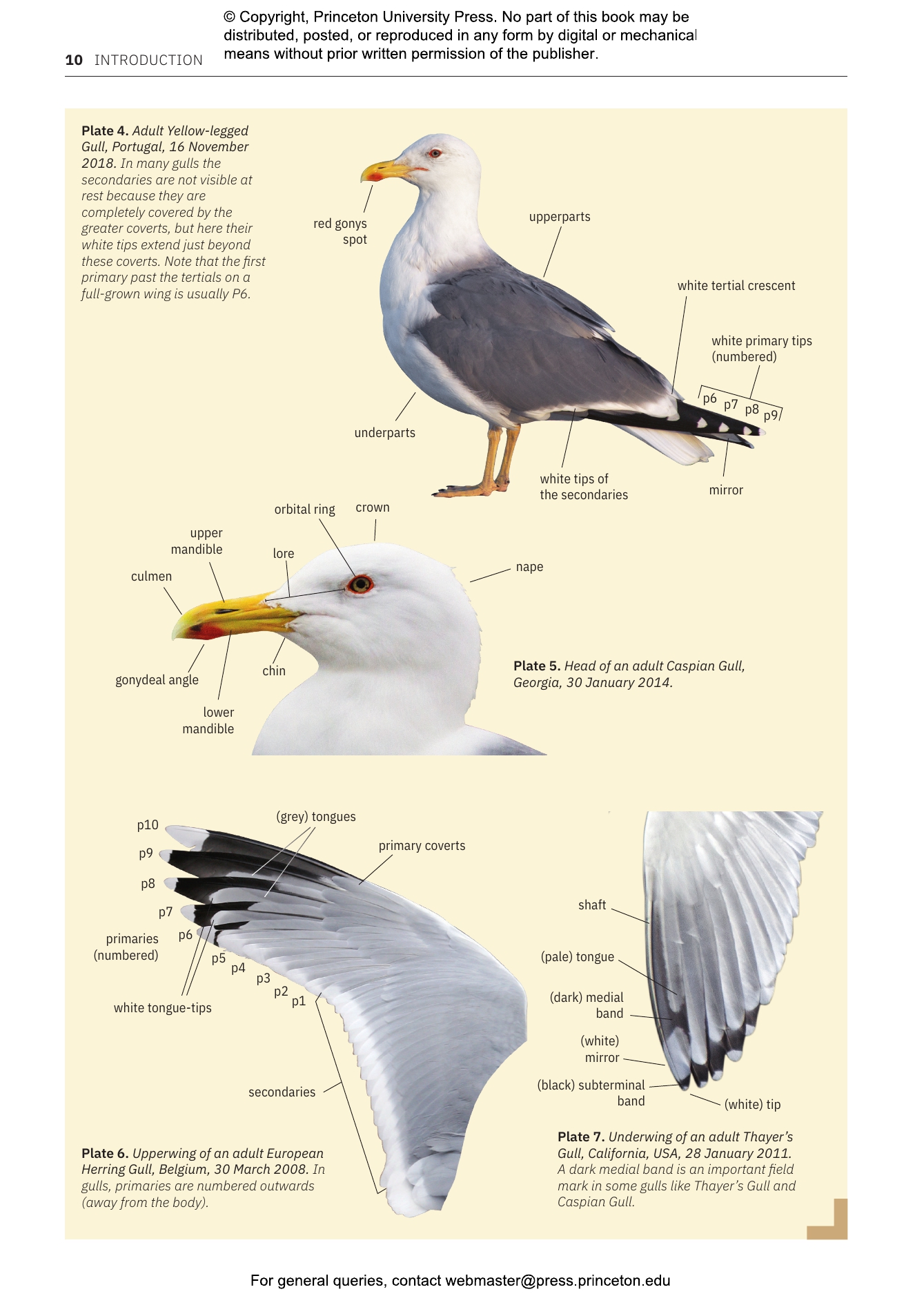 Gulls of Europe, North Africa, and the Middle East | Princeton