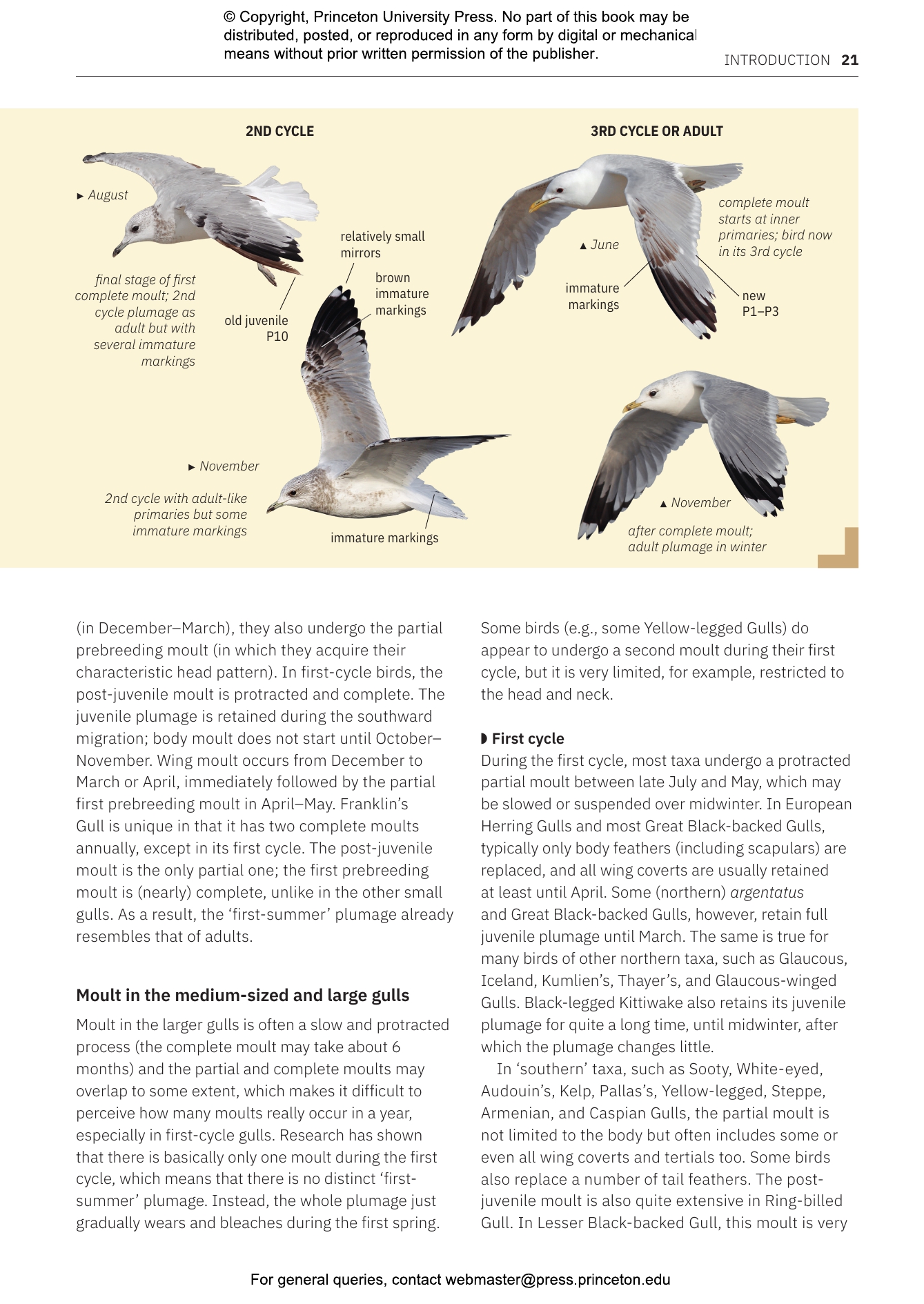 Gulls of Europe, North Africa, and the Middle East | Princeton