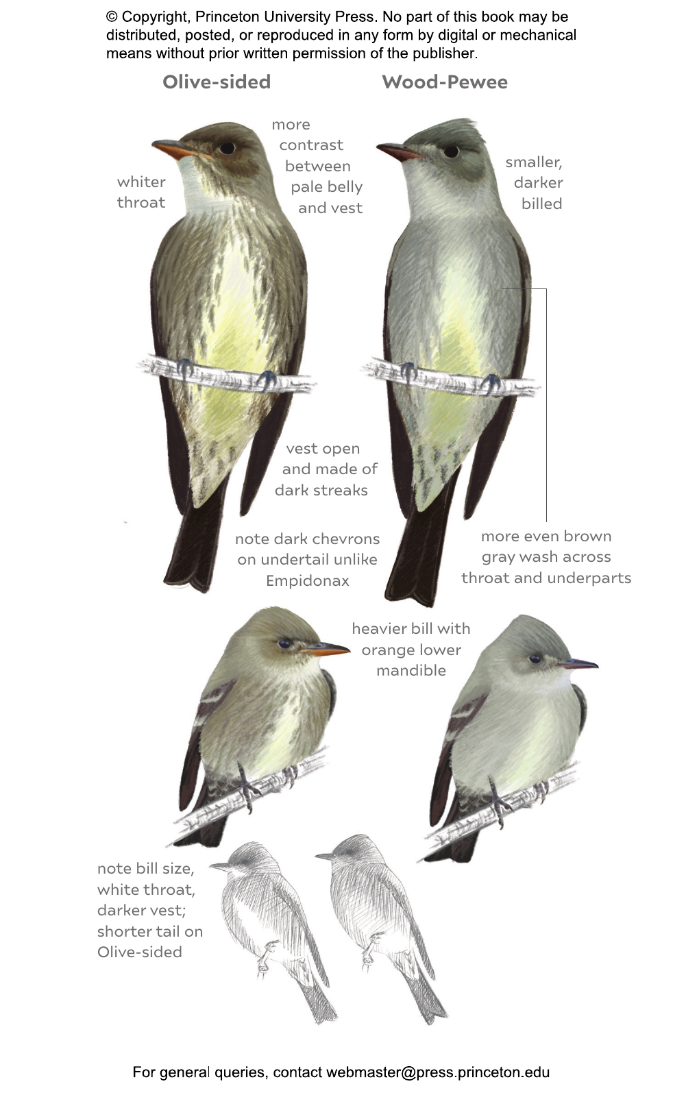 Field Guide to North American Flycatchers | Princeton University Press