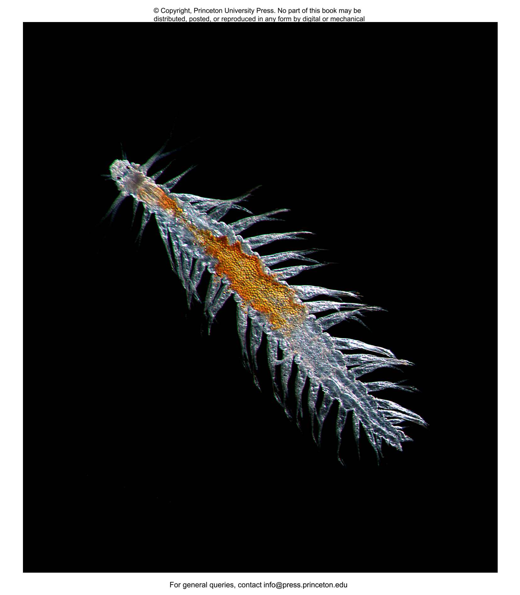 Plankton | Princeton University Press