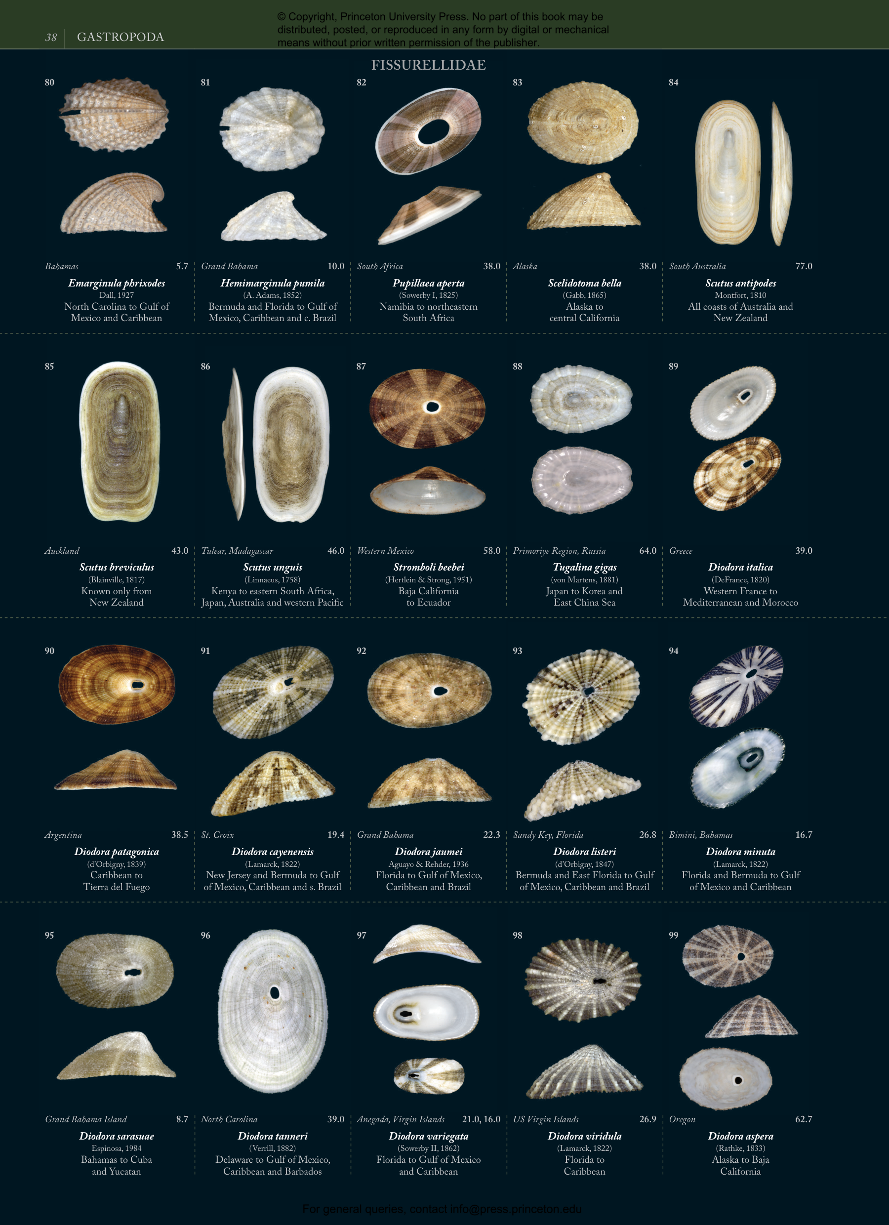 Seashells | Princeton University Press