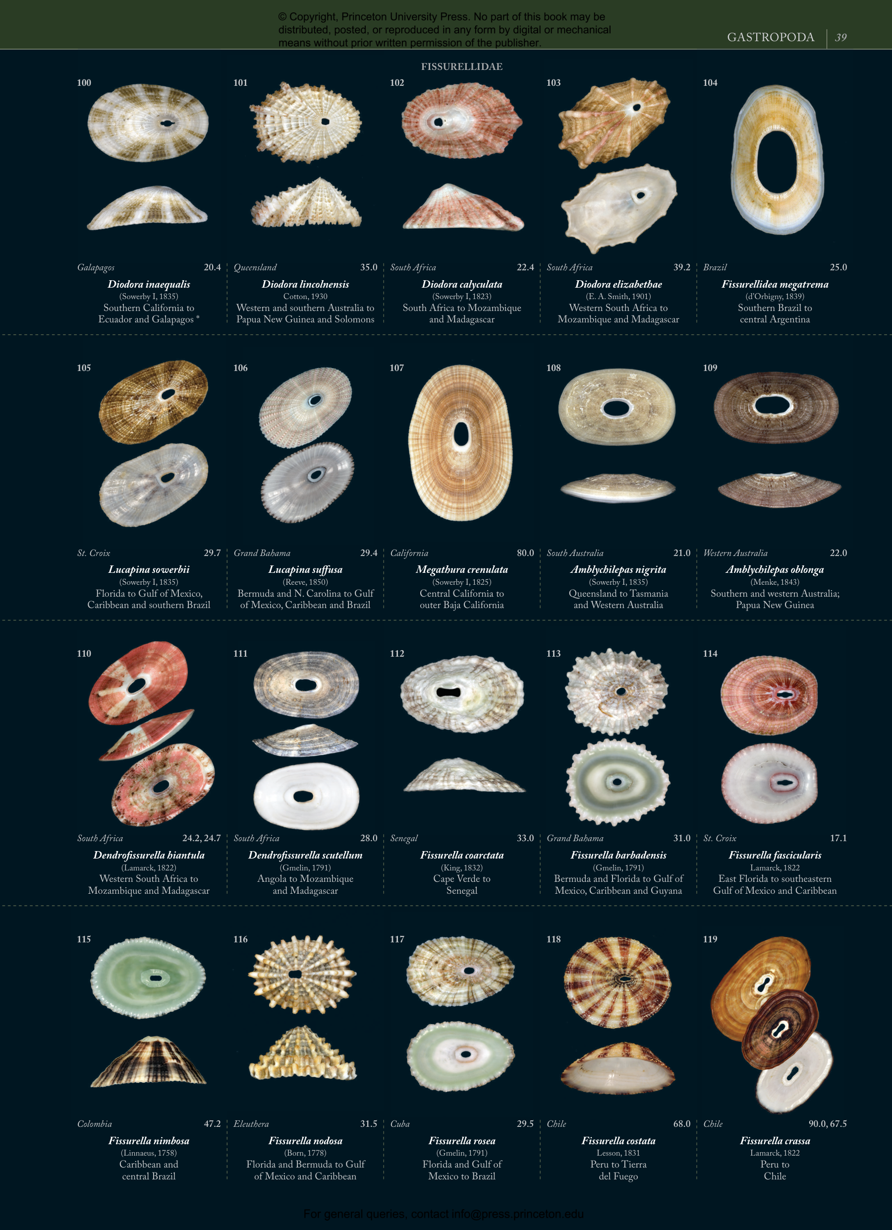 Seashells | Princeton University Press