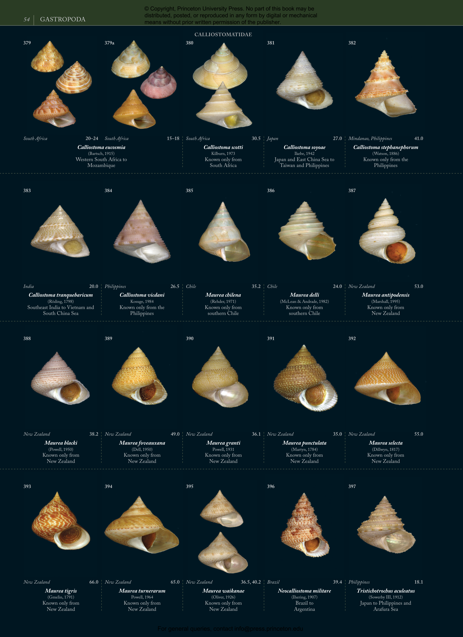 Seashells | Princeton University Press