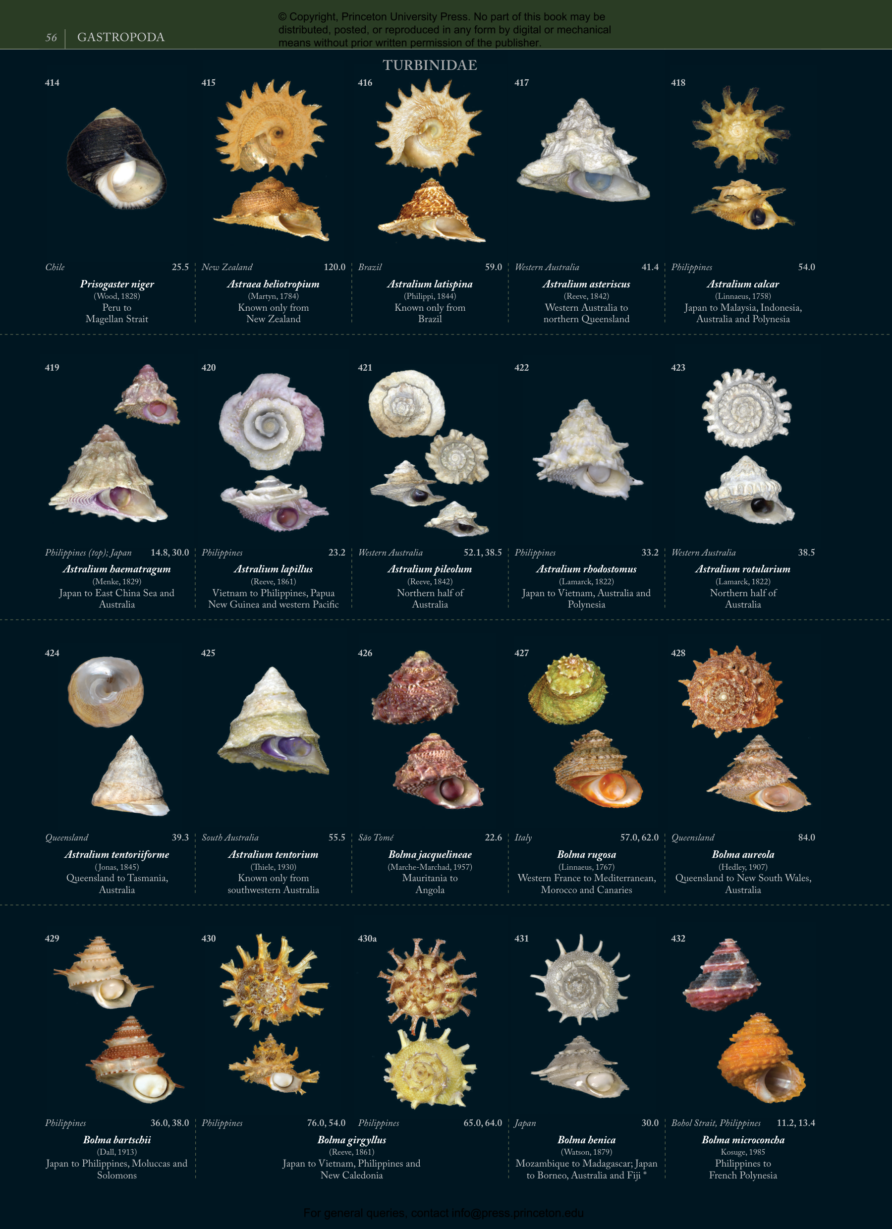 Seashells | Princeton University Press