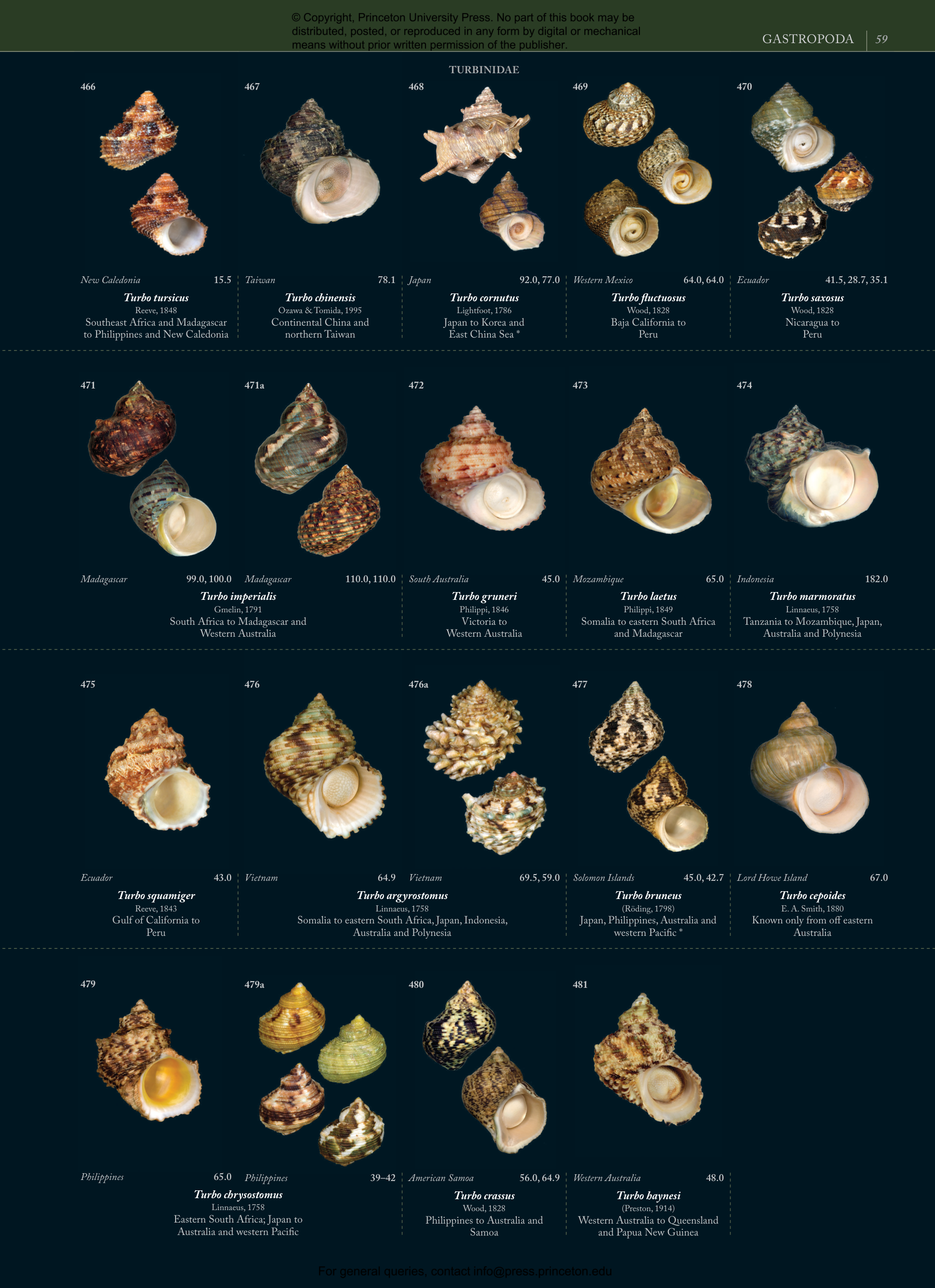 Seashells | Princeton University Press