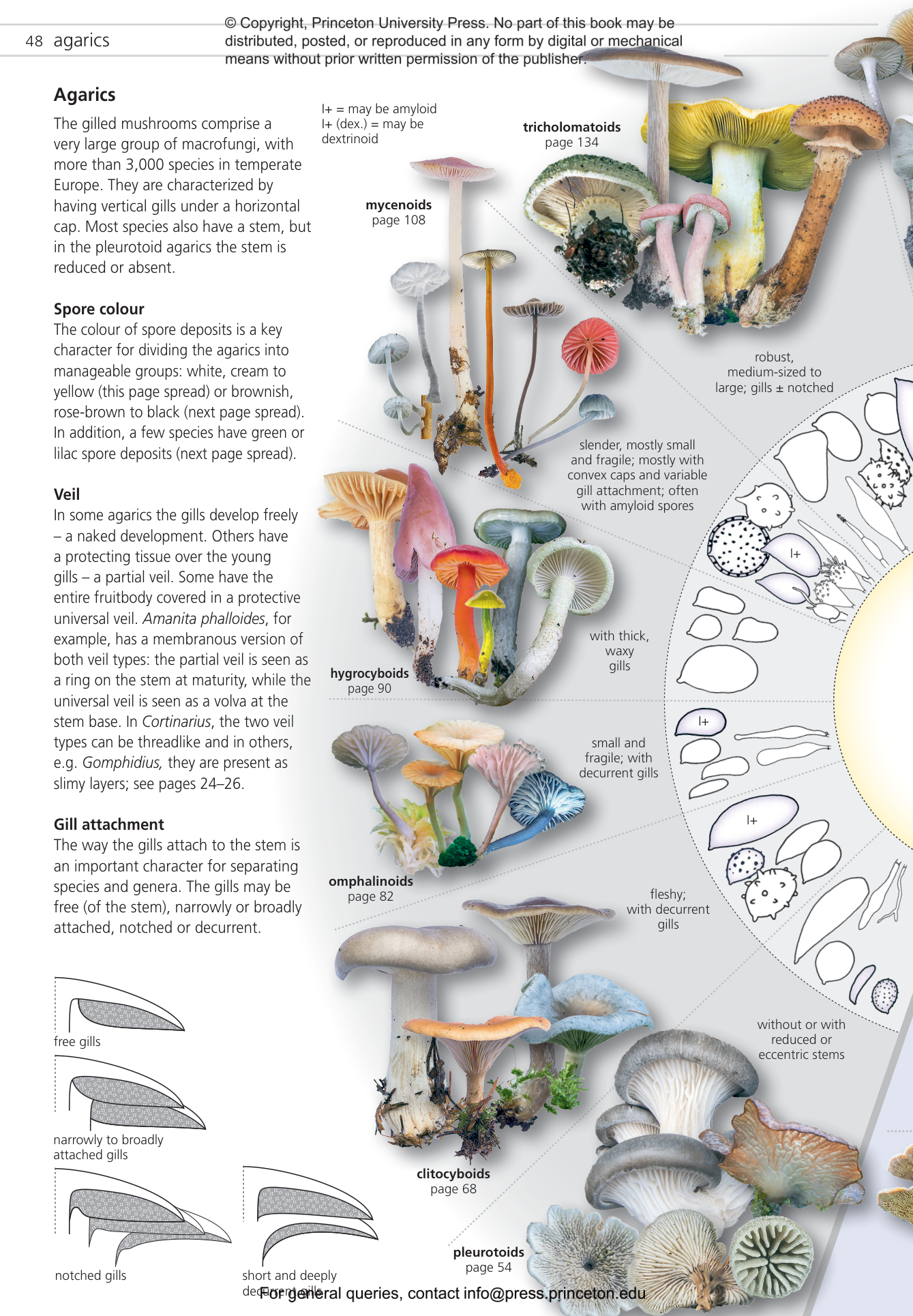 Fungi of Temperate Europe | Princeton University Press