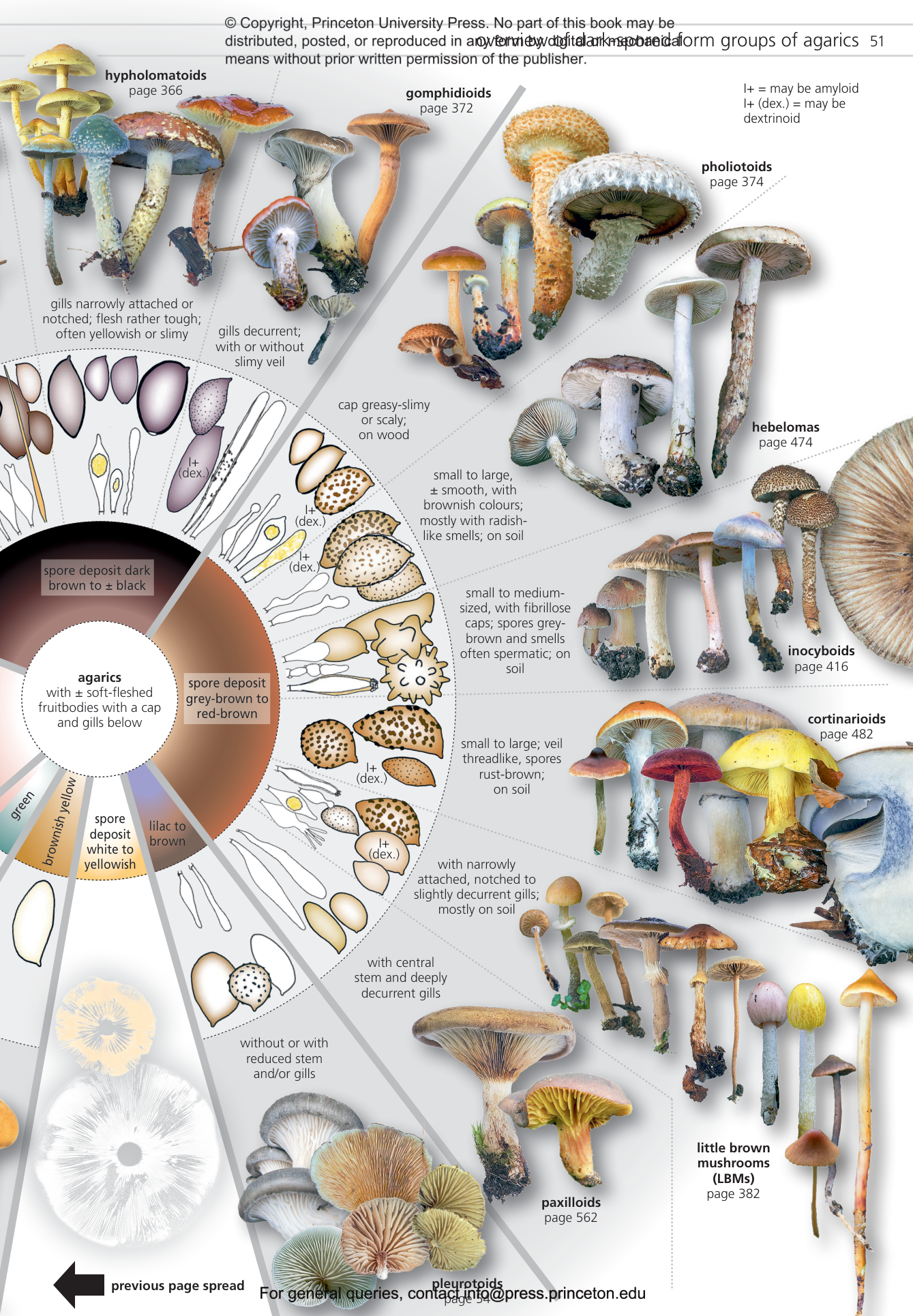 Fungi of Temperate Europe | Princeton University Press