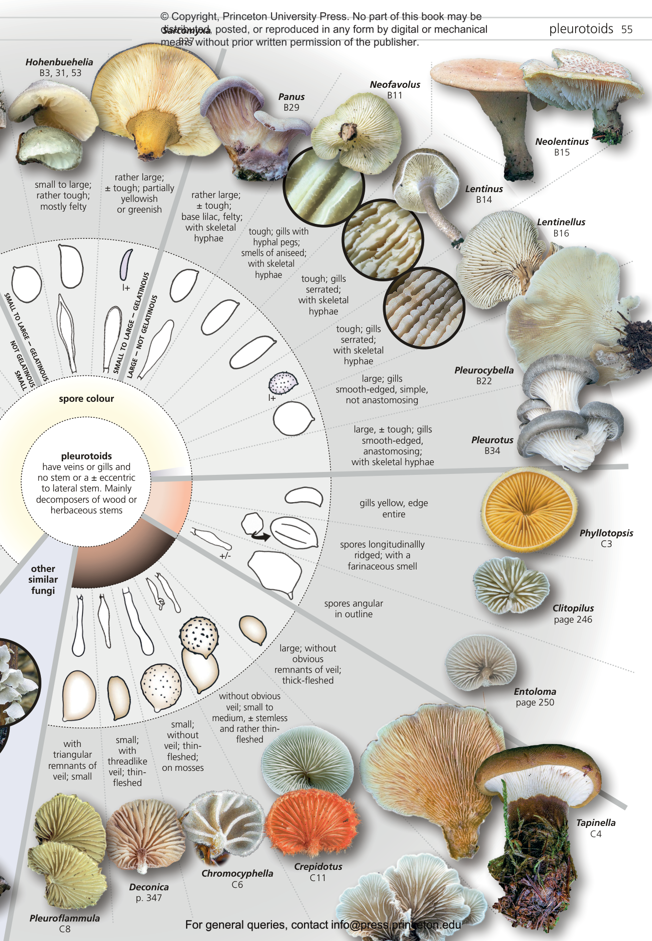 Fungi of Temperate Europe | Princeton University Press